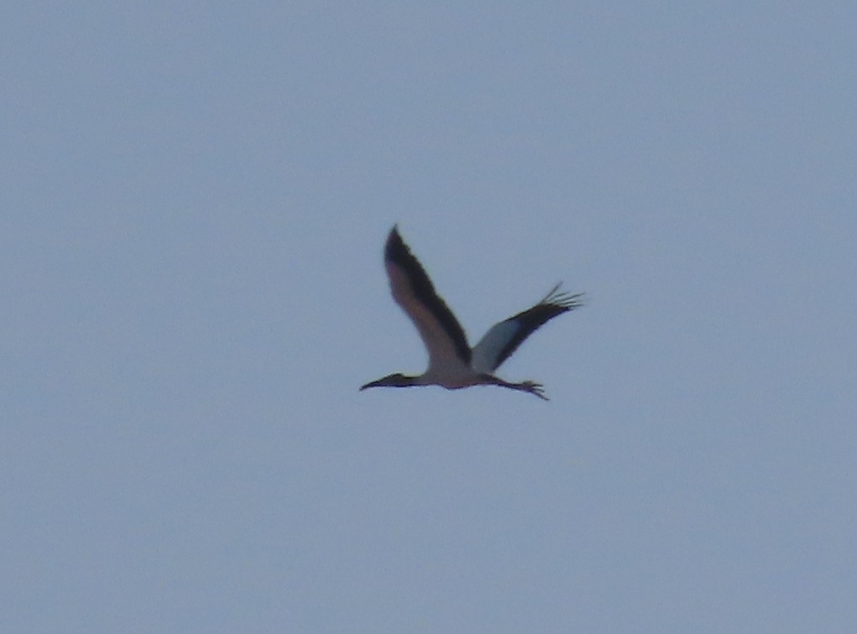 Wood Stork - ML448637051