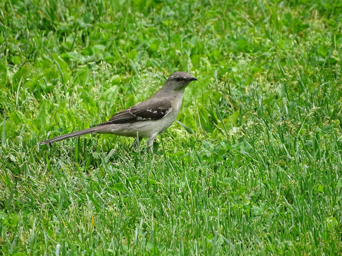 Northern Mockingbird - ML448637481