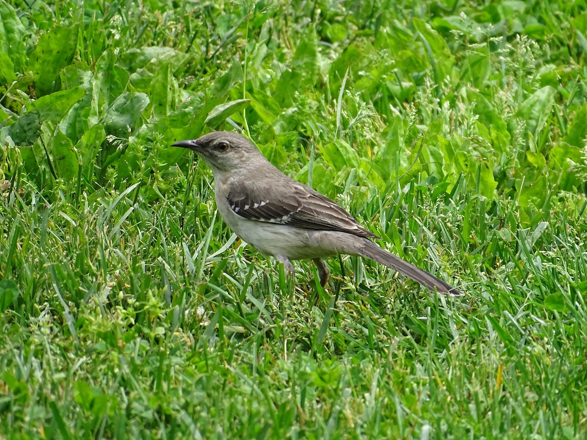Northern Mockingbird - ML448637501