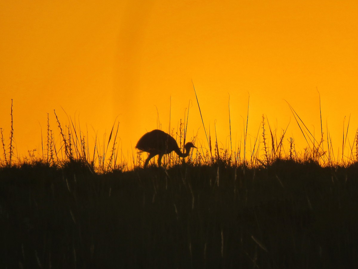 Greater Rhea - Oscar Martinez Hernandez