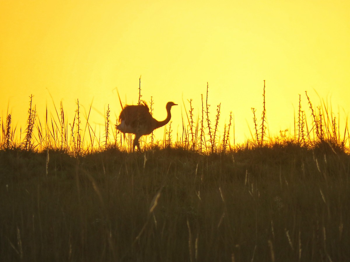 Greater Rhea - ML448637761