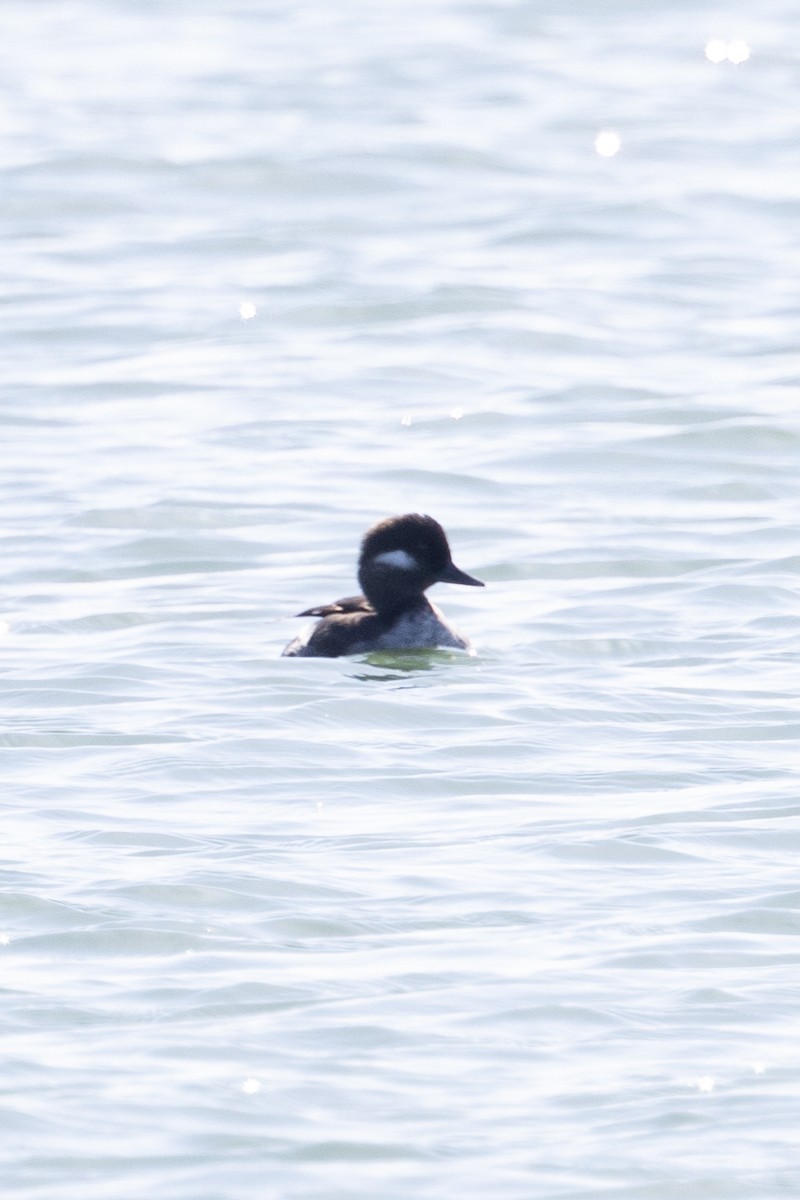 Bufflehead - ML448638131