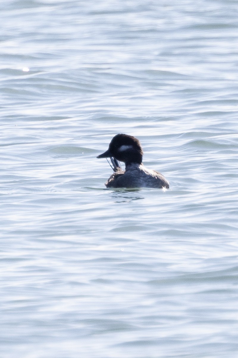 Bufflehead - ML448638171