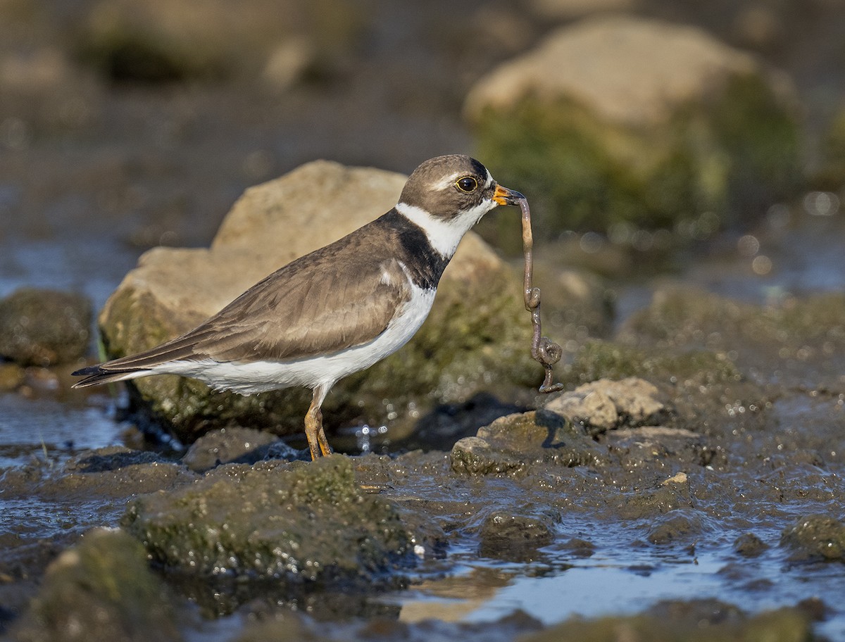 Semipalmated Plover - ML448640781