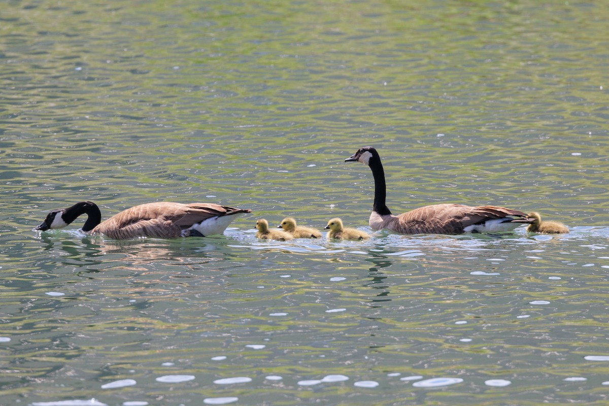 Canada Goose - ML448641321