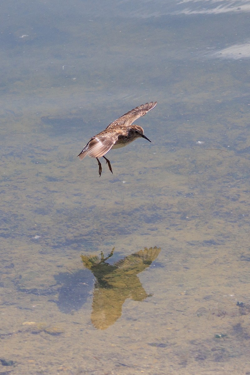 Least Sandpiper - Harris Stein