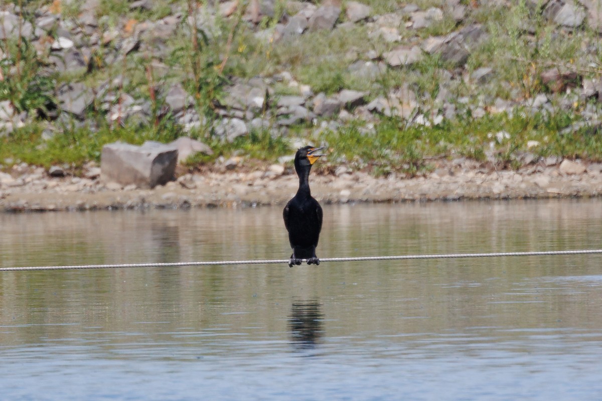 Double-crested Cormorant - Harris Stein