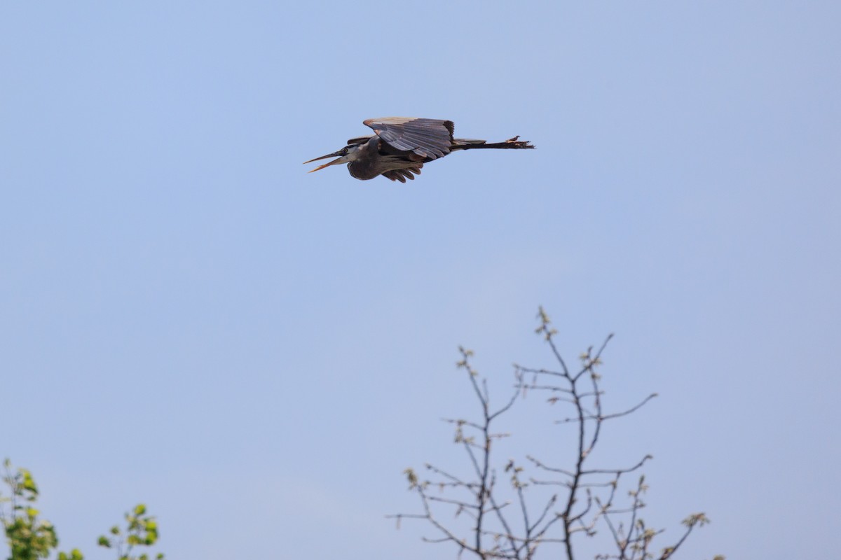 Great Blue Heron - ML448642541