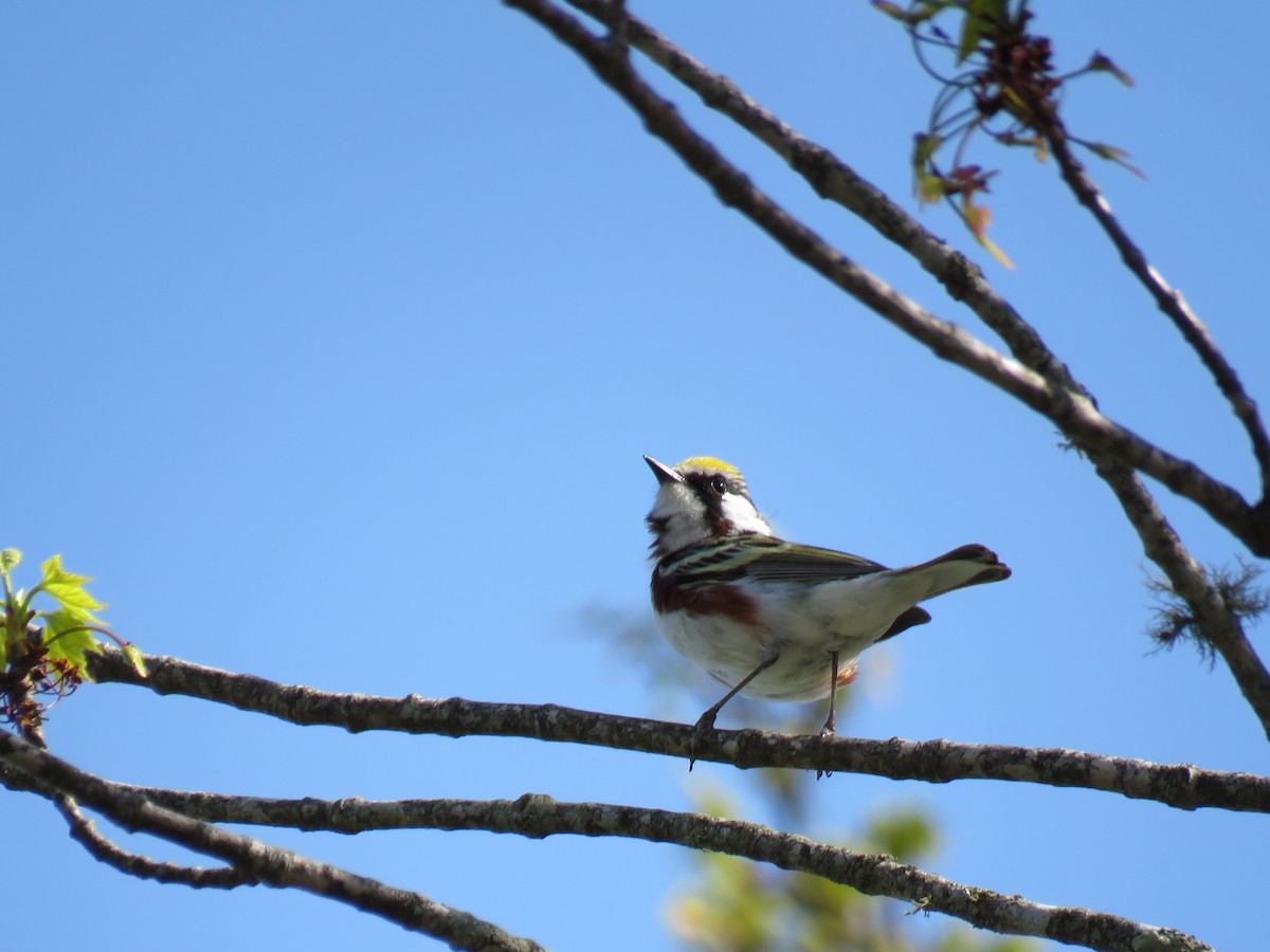 Chestnut-sided Warbler - ML448643221