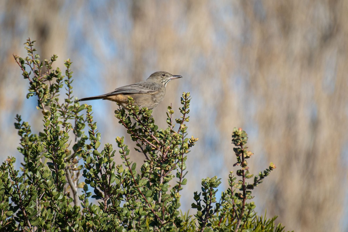 Great Shrike-Tyrant - ML448643581