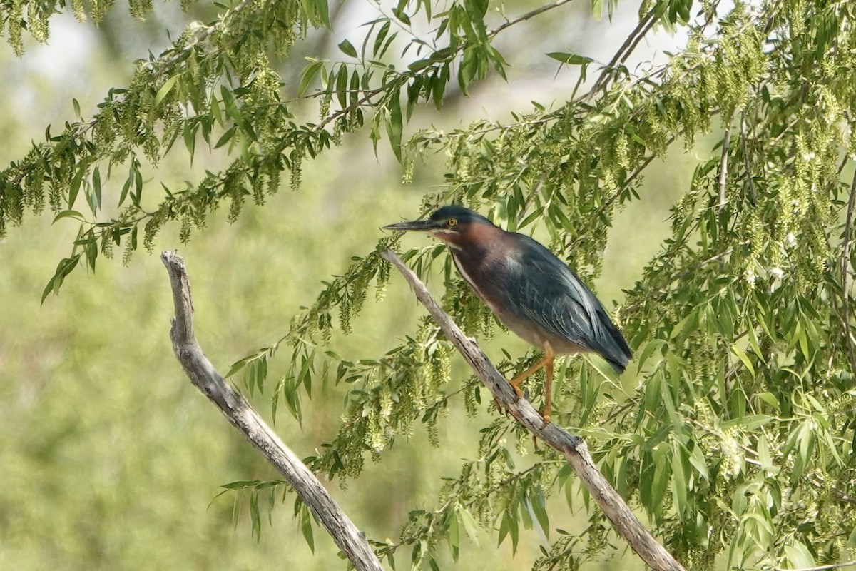 Green Heron - ML448644571