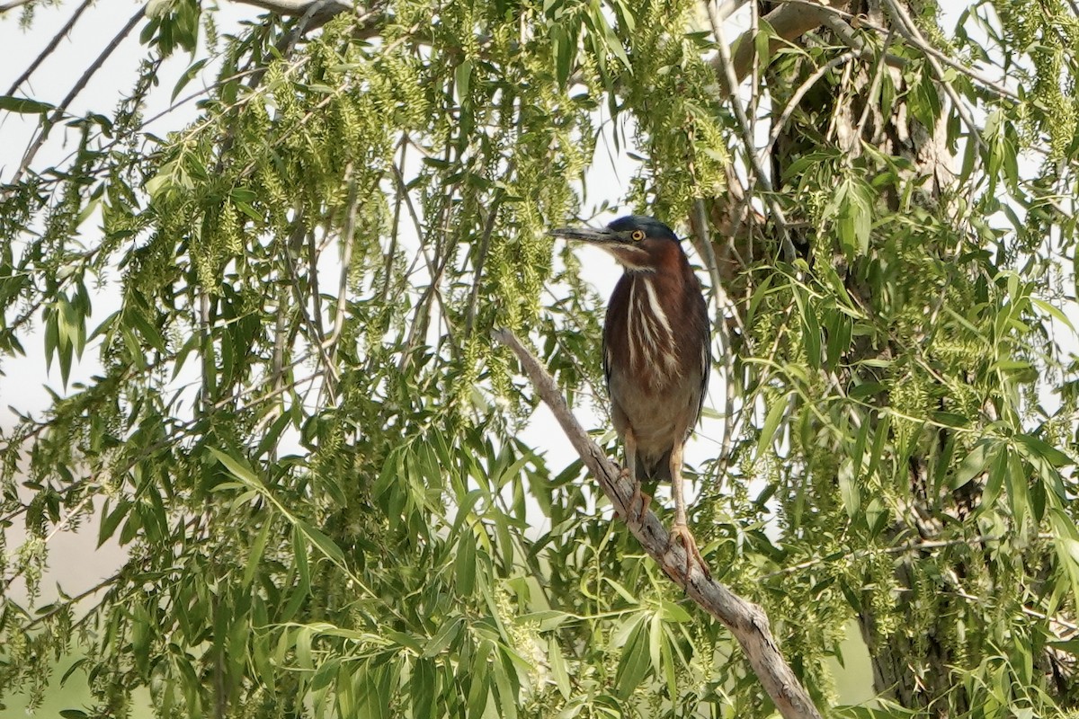 Green Heron - ML448644671