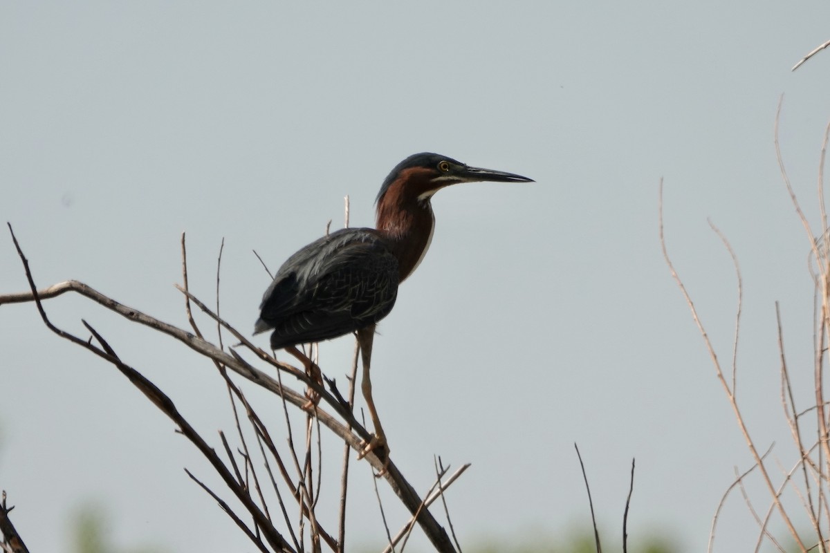 Green Heron - Sara Griffith