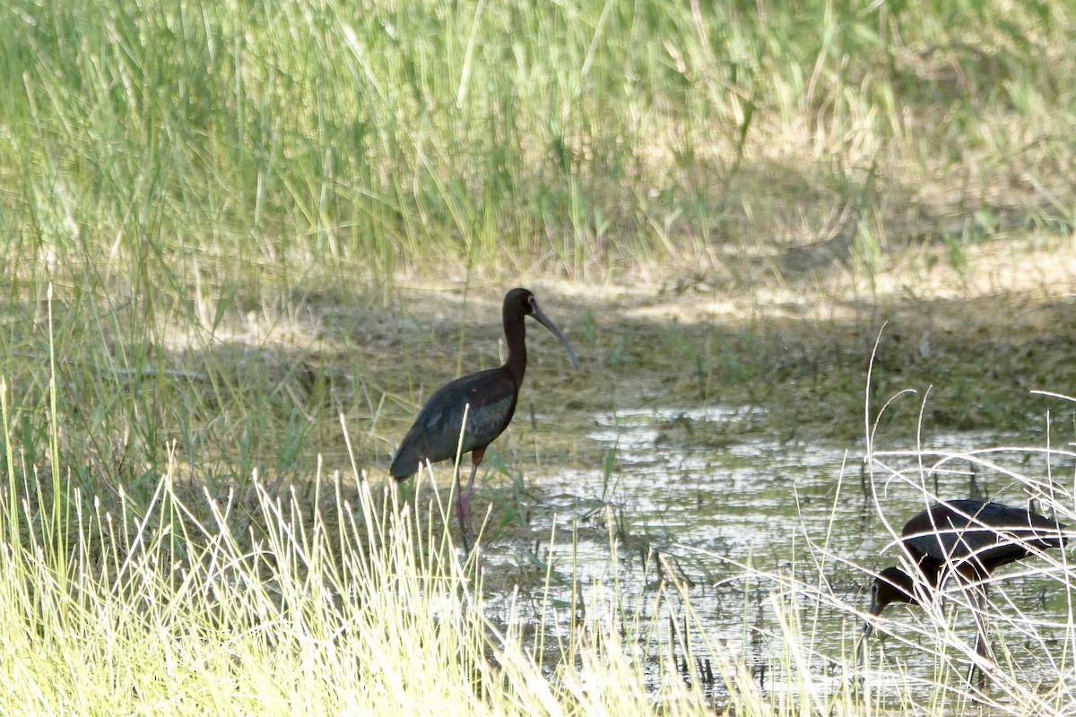 Ibis à face blanche - ML448645221