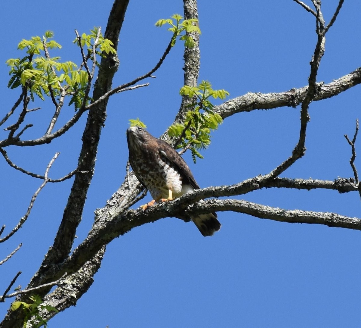 Broad-winged Hawk - Daniel Echt