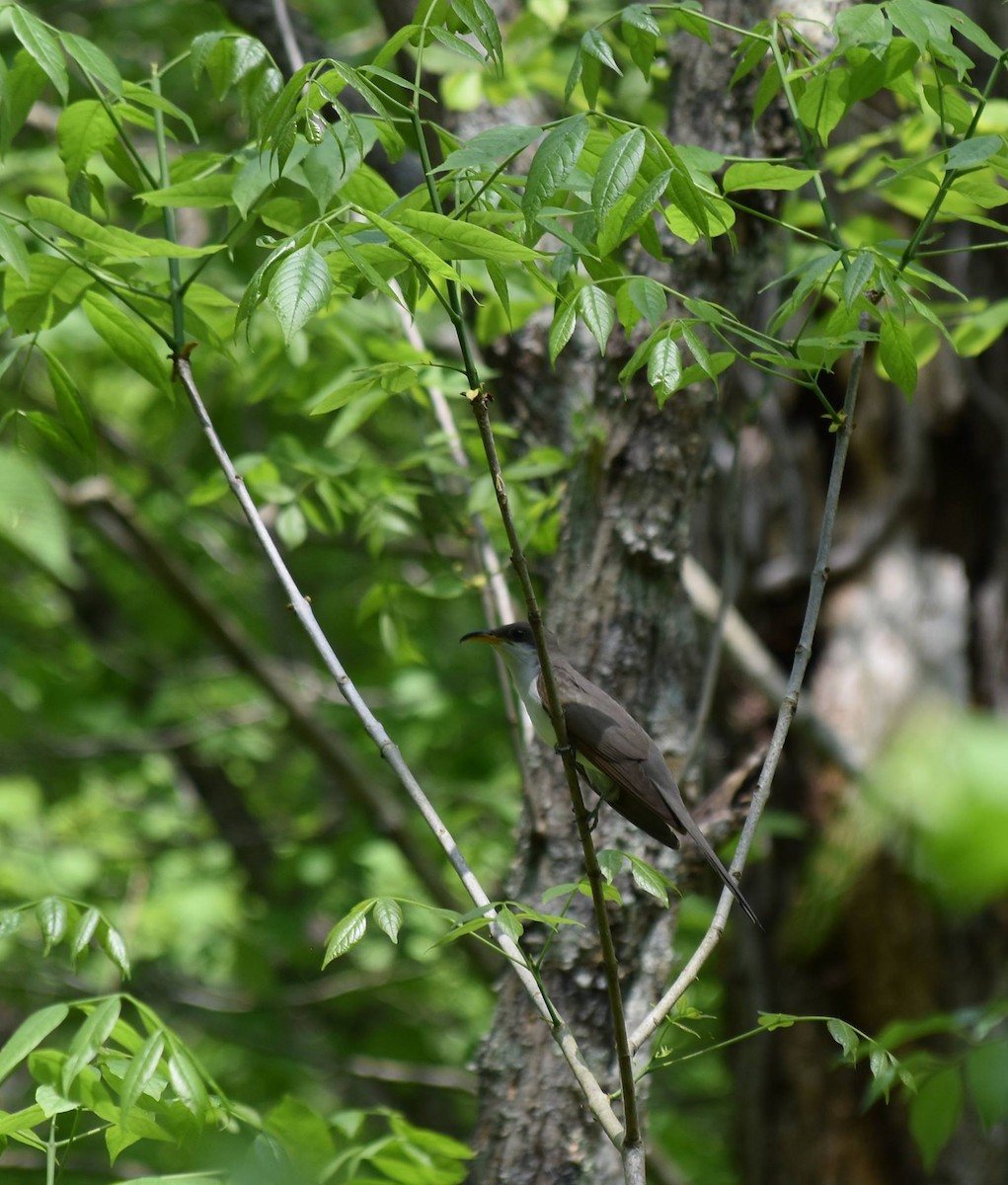 Yellow-billed Cuckoo - ML448646151