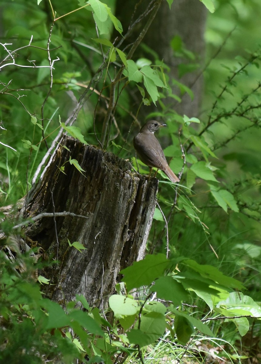 Gray-cheeked Thrush - ML448646301