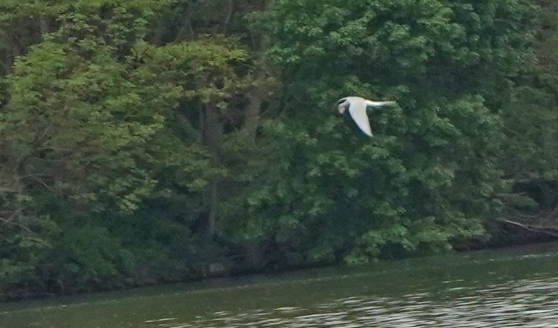 Arctic Tern - ML448647381