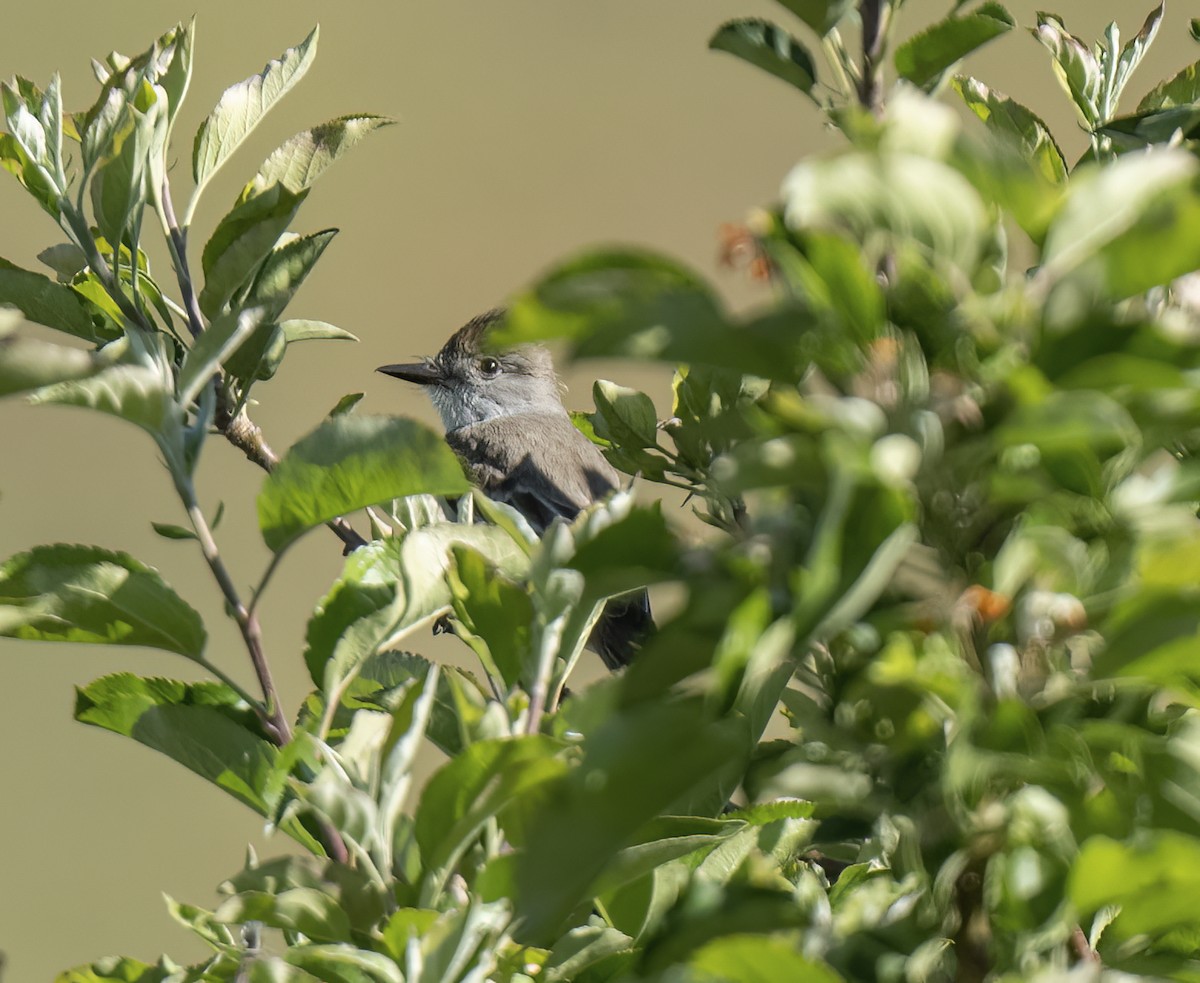 Ash-throated Flycatcher - ML448649551