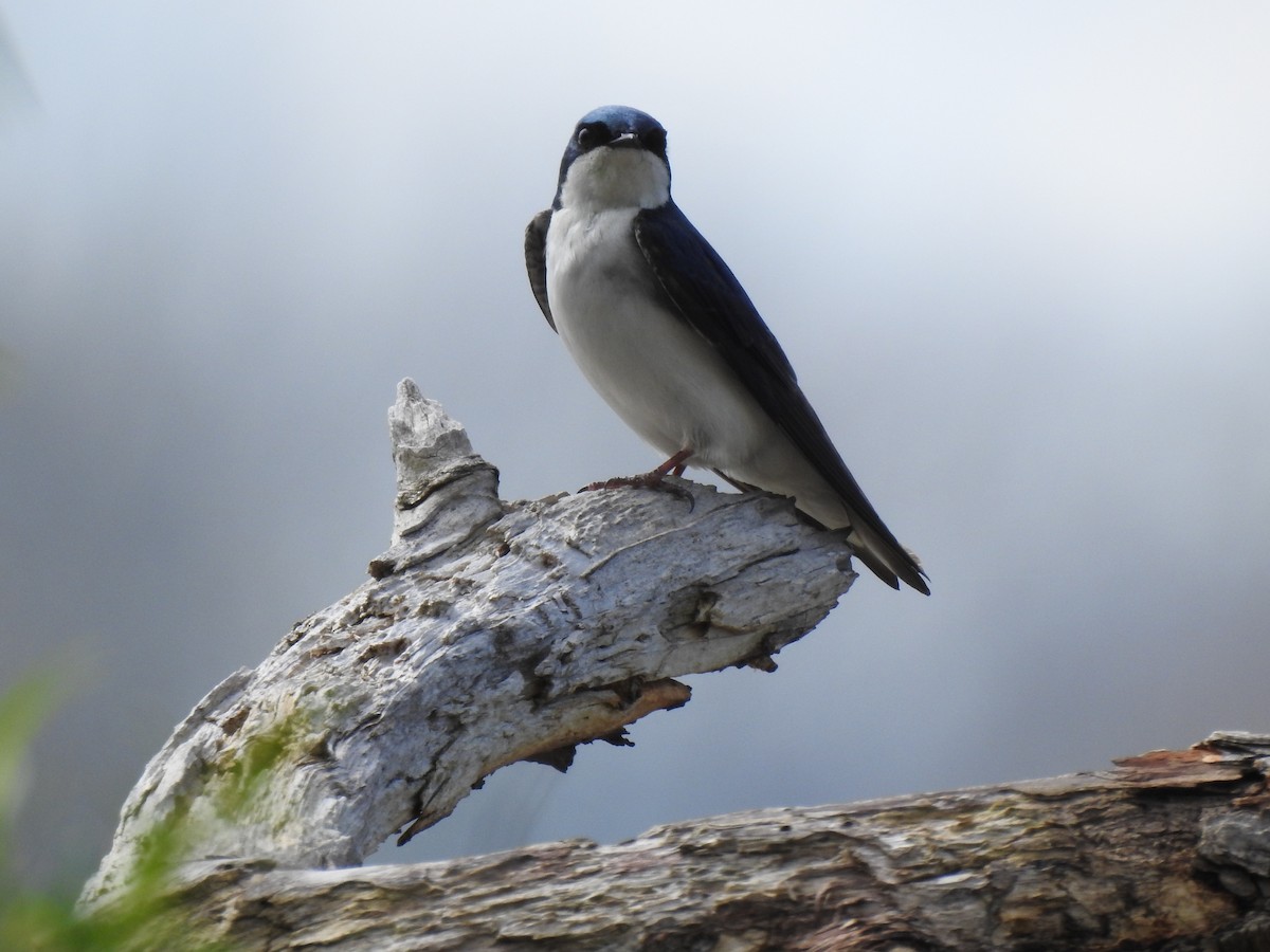 Tree Swallow - ML448650371