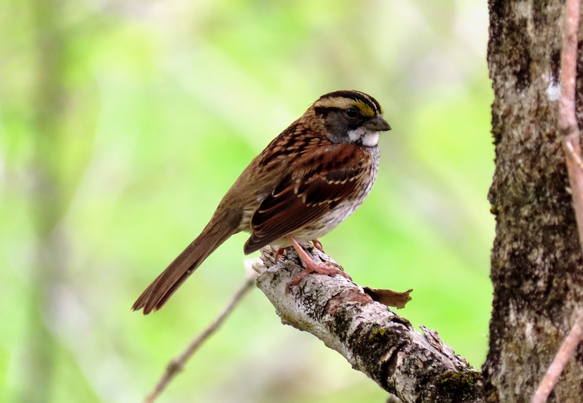 White-throated Sparrow - ML448650471