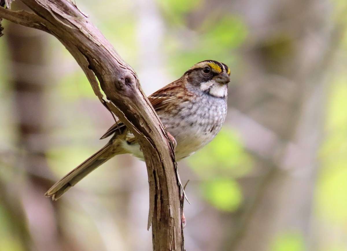 White-throated Sparrow - ML448650881
