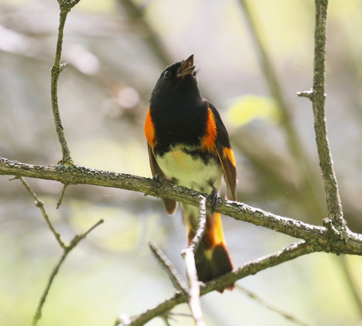 American Redstart - ML448651491