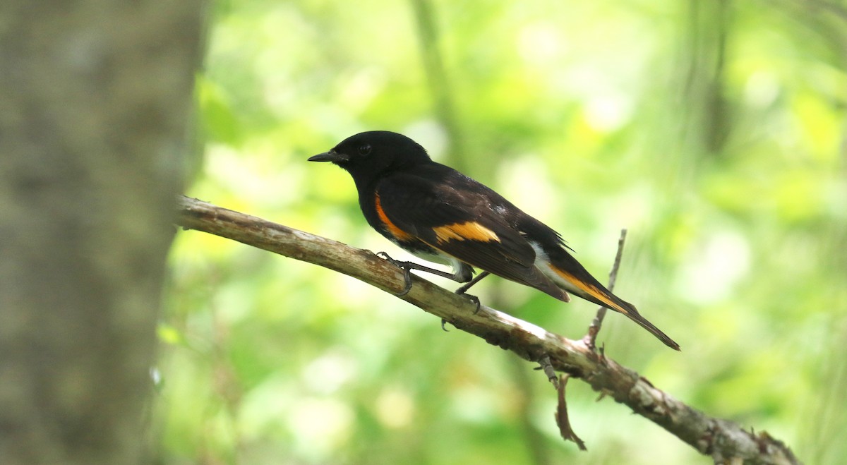 American Redstart - ML448651521