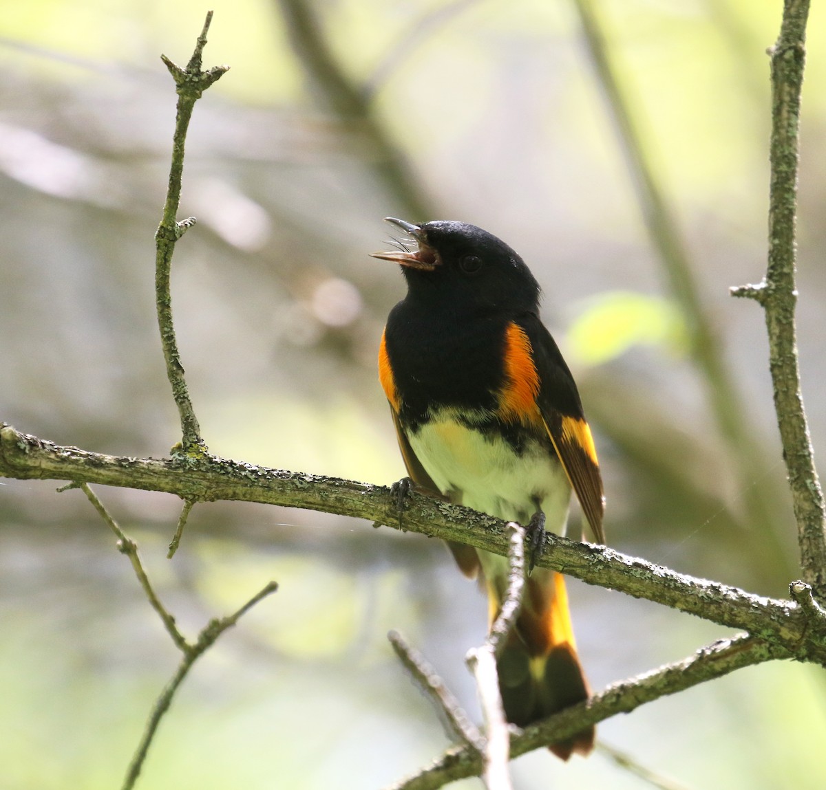 American Redstart - ML448651541