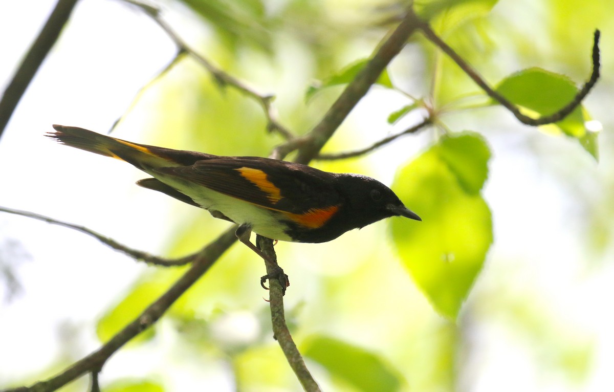 American Redstart - ML448651561