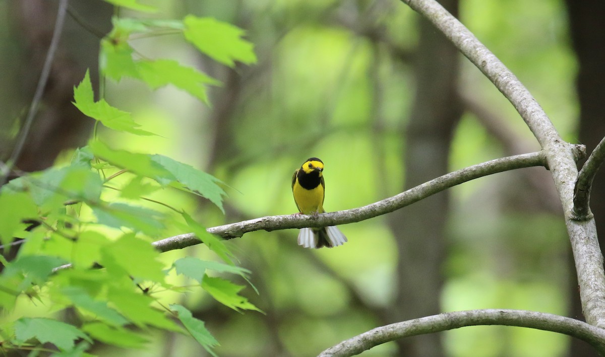 Hooded Warbler - ML448651641