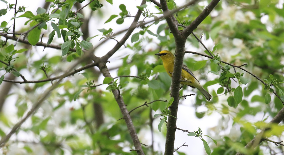 Blue-winged Warbler - ML448651821