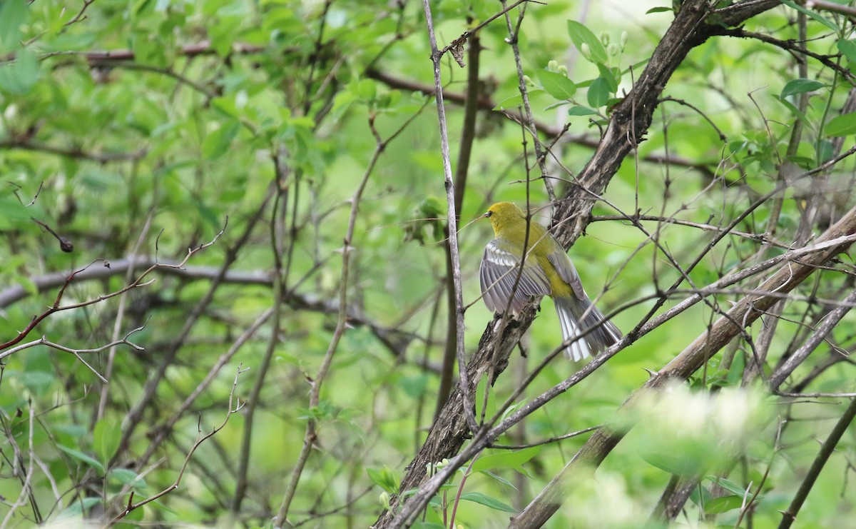 Blue-winged Warbler - John Deitsch