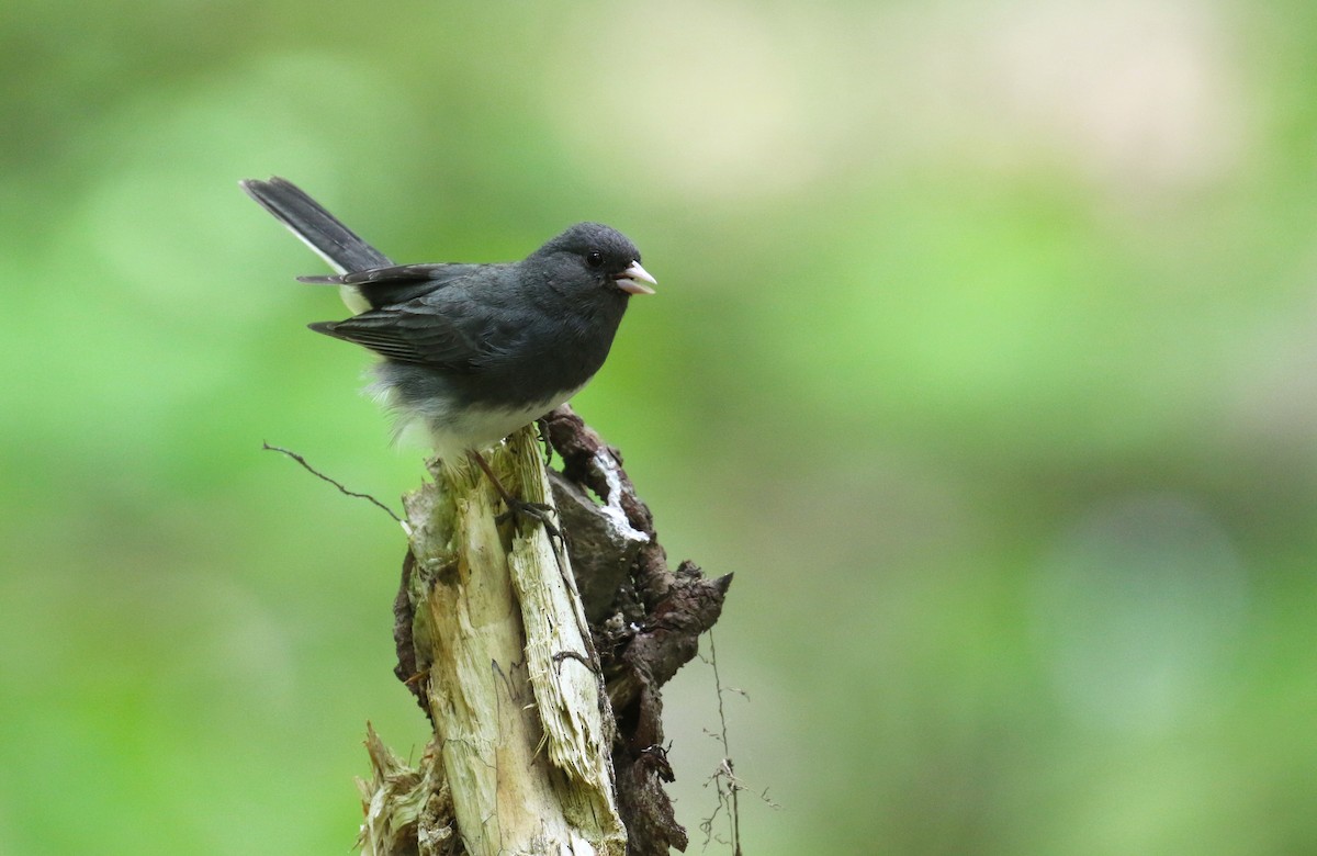 Dark-eyed Junco - ML448652001