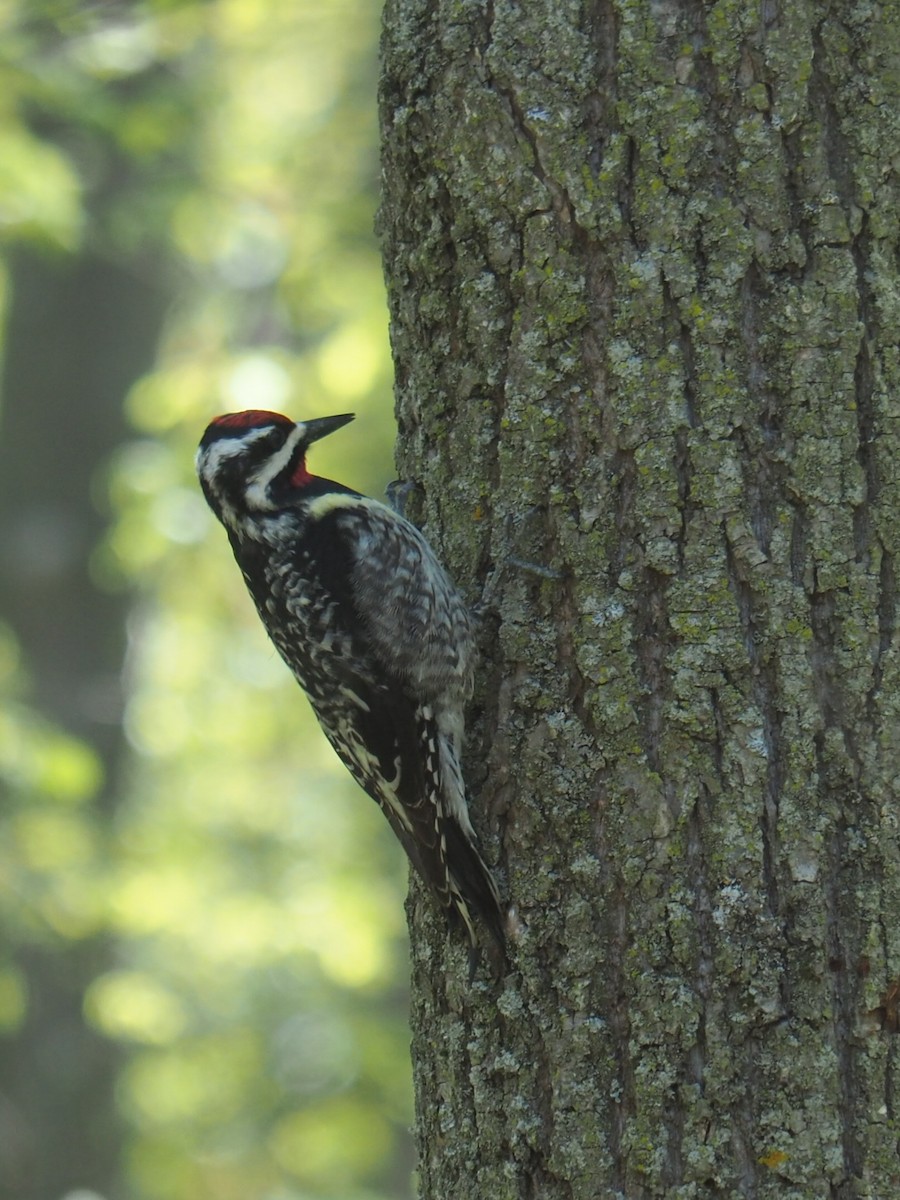 Yellow-bellied Sapsucker - ML448653301