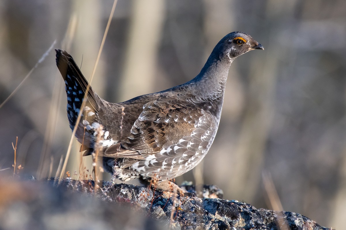 Dusky Grouse - ML448653601