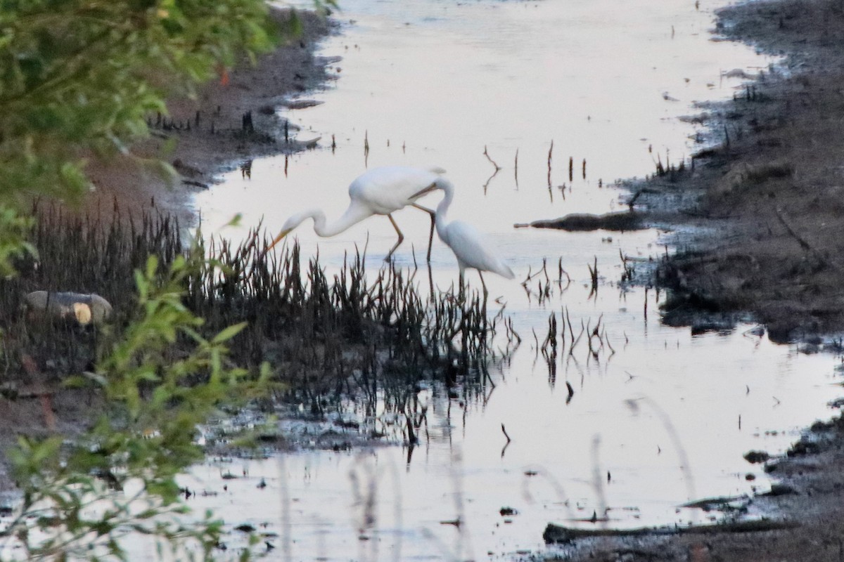 Great Egret (modesta) - ML448653641