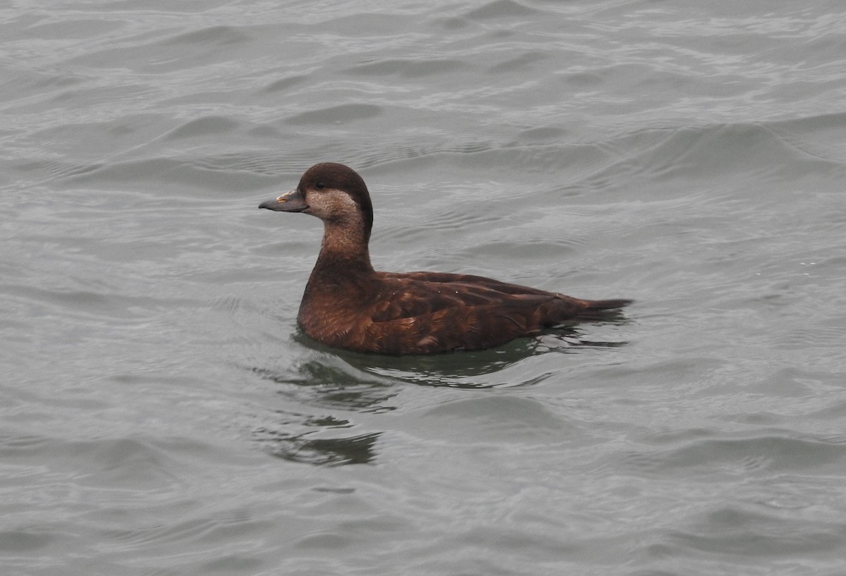 Black Scoter - Neill Vanhinsberg