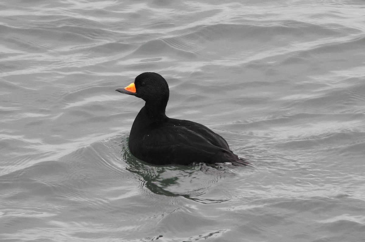 Black Scoter - Neill Vanhinsberg