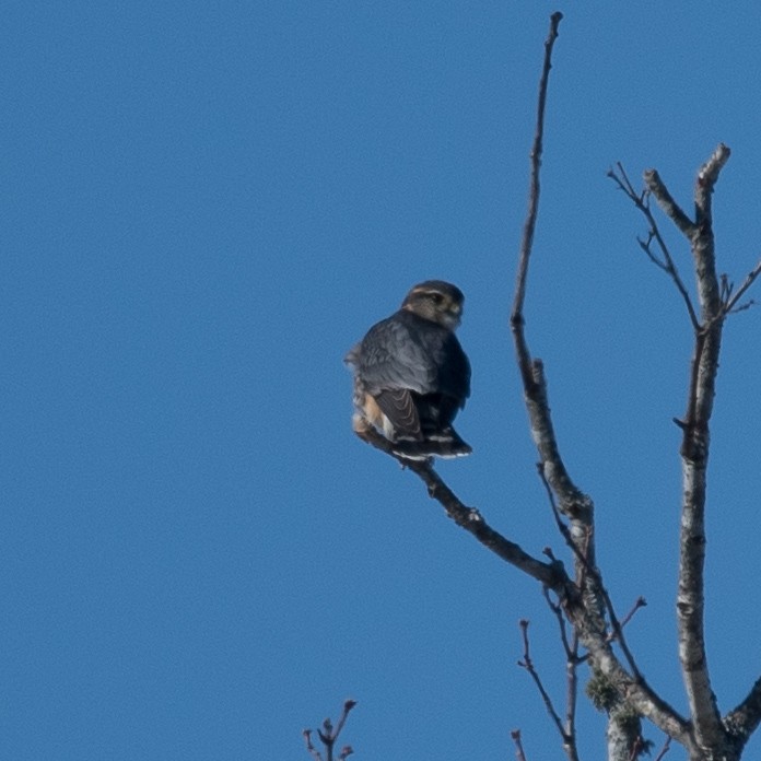 コチョウゲンボウ（columbarius） - ML44865431