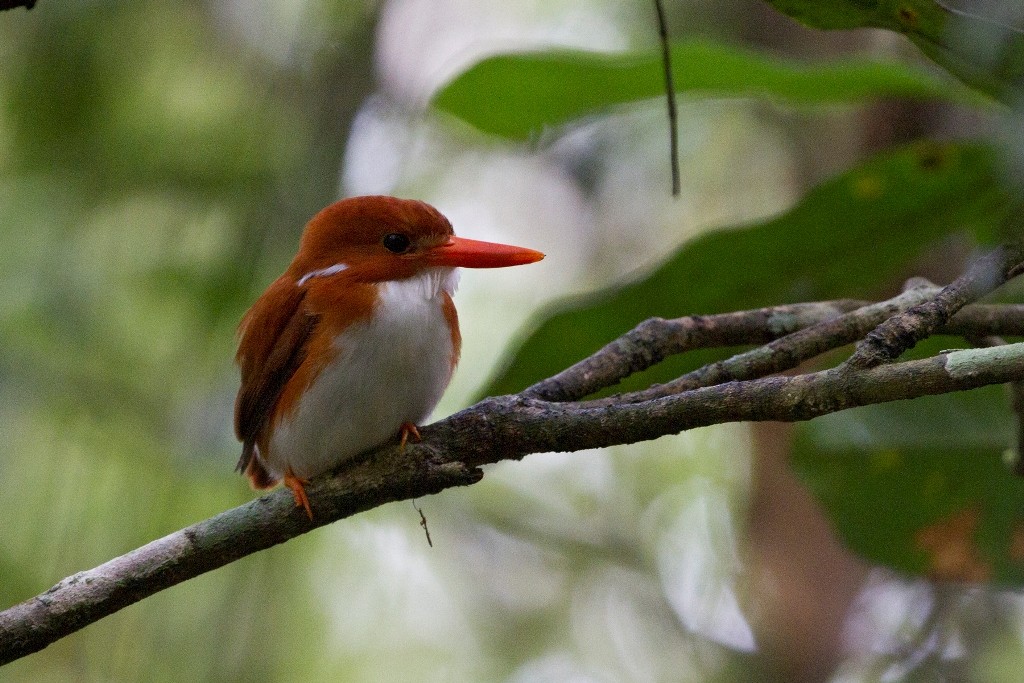 Madagascar Pygmy Kingfisher - ML44865501