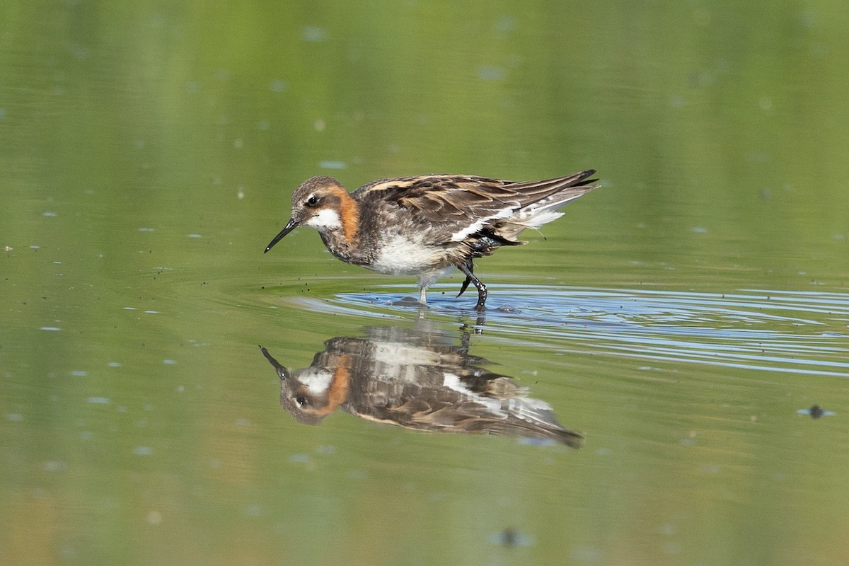 Red-necked Phalarope - ML448656851