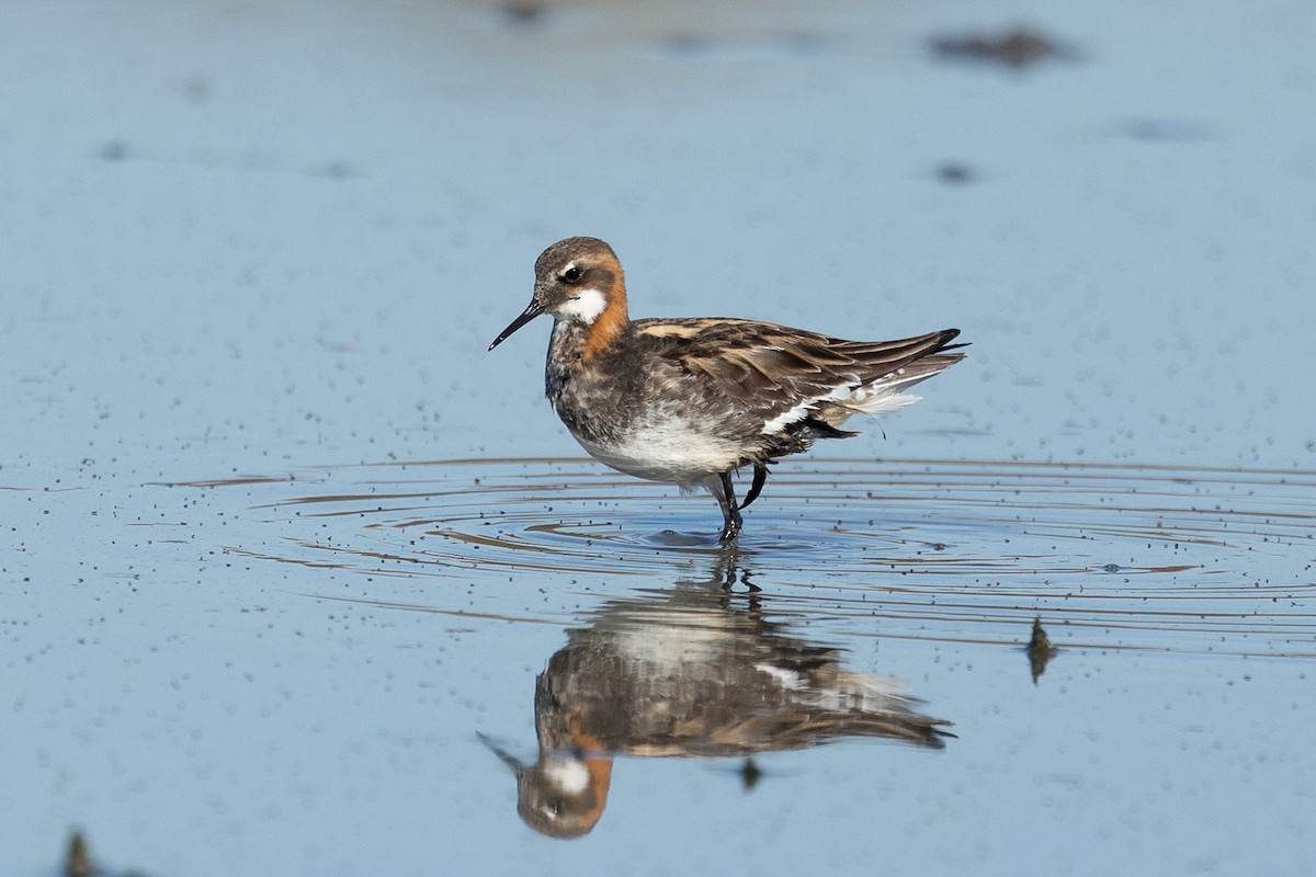 Red-necked Phalarope - ML448656861