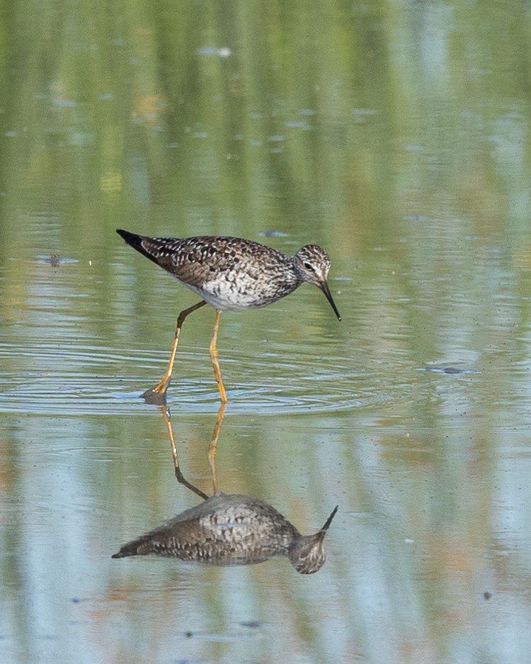 Lesser Yellowlegs - ML448657141