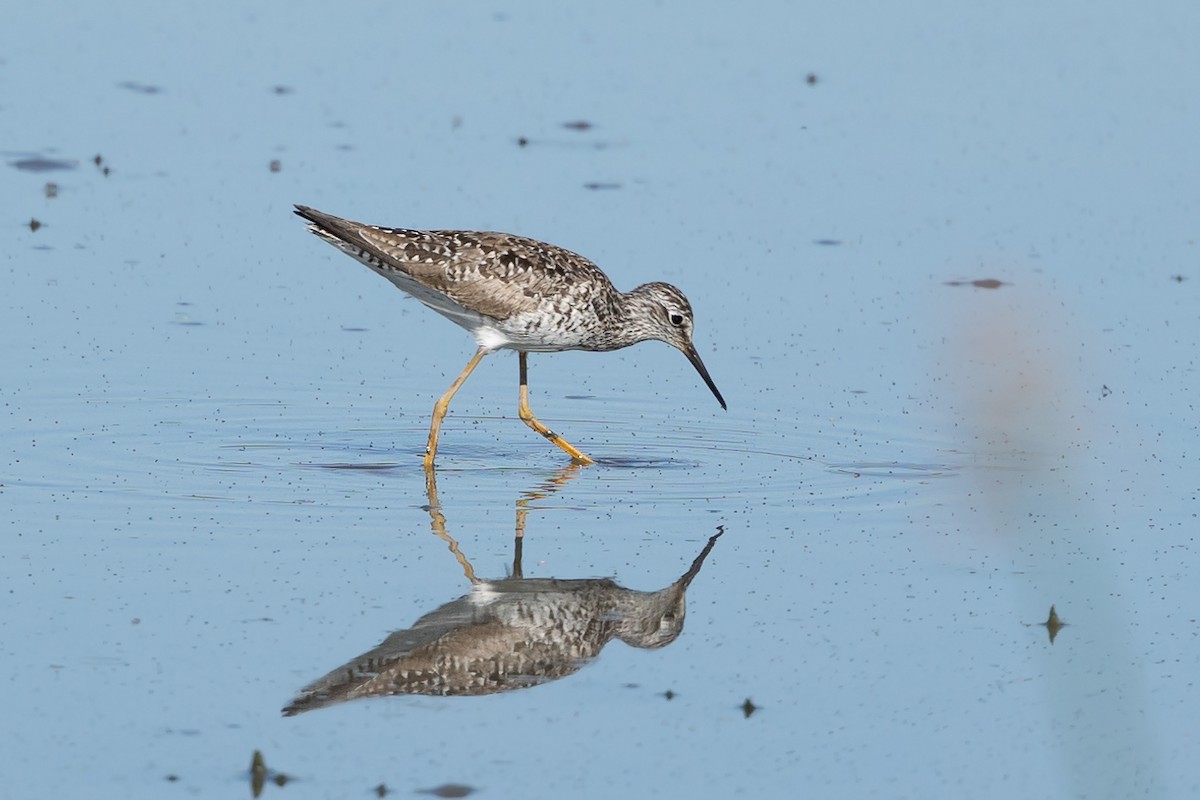 Lesser Yellowlegs - ML448657161