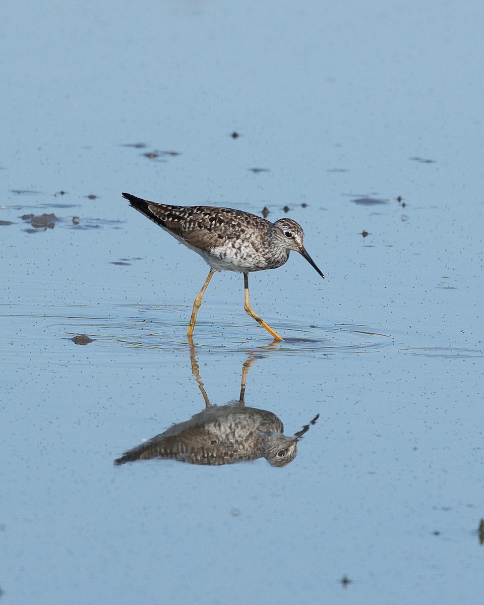 Lesser Yellowlegs - ML448657171