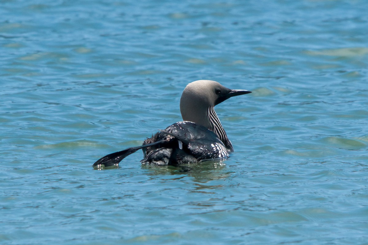 Pacific Loon - Rebekah Holtsclaw