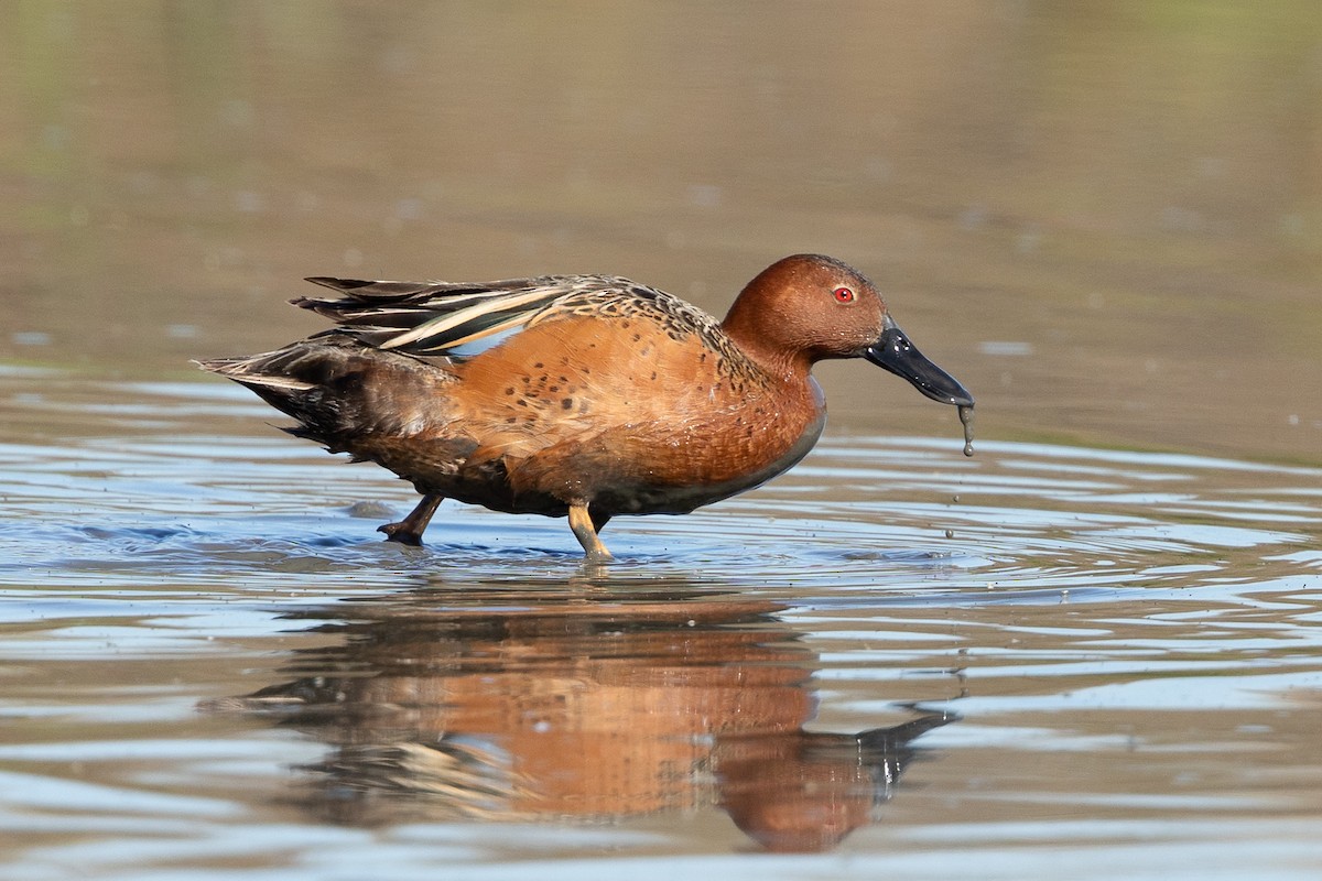Cinnamon Teal - ML448657331