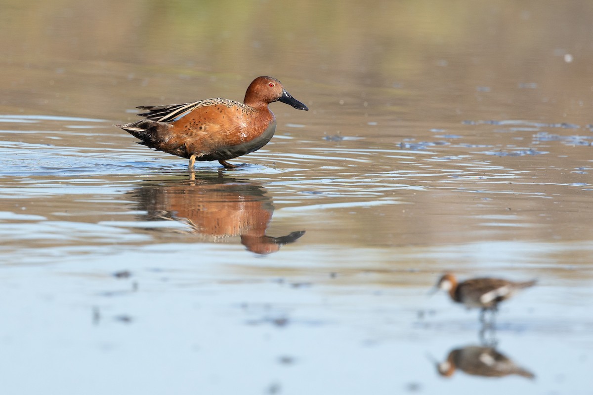 Cinnamon Teal - ML448657351