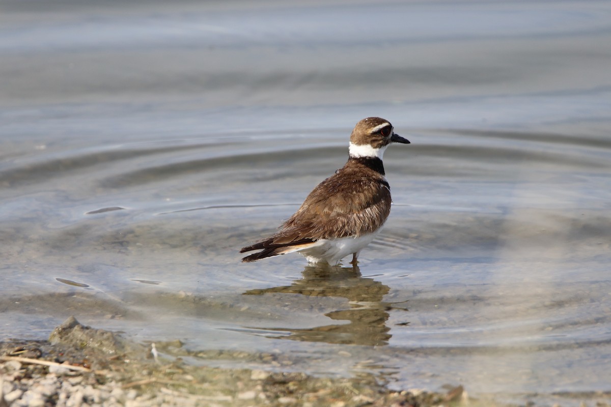 Killdeer - Wesley Long